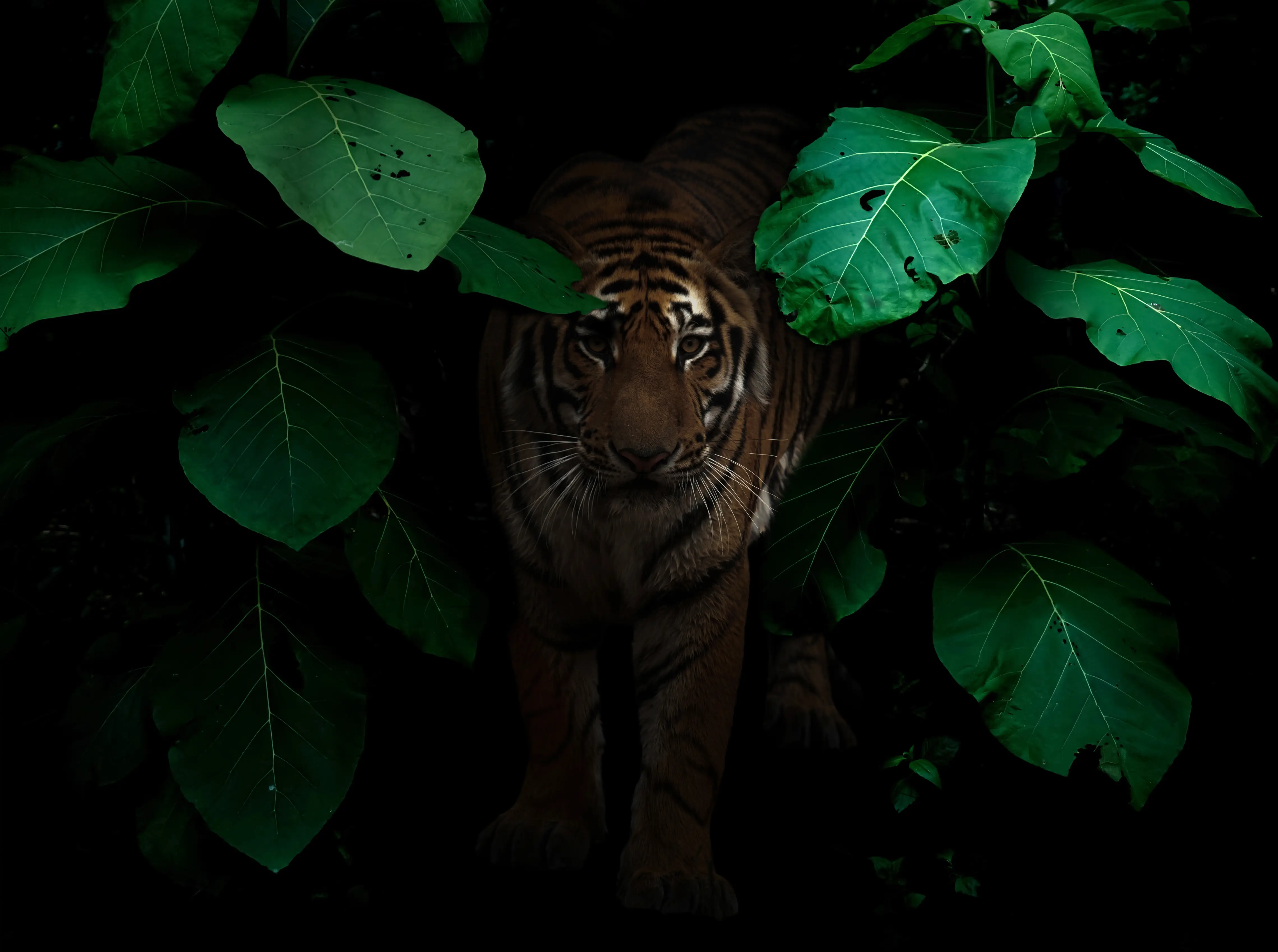 A tiger emerging from lush rainforest foliage at night near Chikmagalur